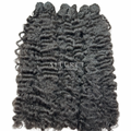Burmese SEA Curly (Bundle Deals)